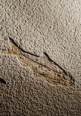 Рыбы Knightia sp.