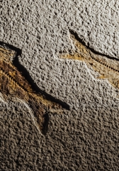 Рыбы Knightia sp.