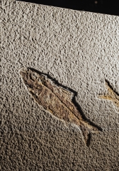 Рыбы Knightia sp.