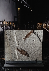 Рыбы Knightia sp.