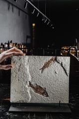 Рыбы Knightia sp.