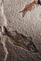 Рыбы Knightia sp.