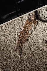 Рыбы Knightia sp.