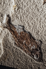 Рыбы Knightia sp.