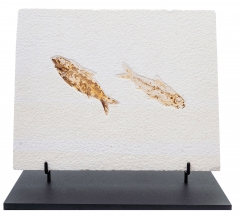 Рыбы Knightia sp.