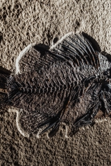 Рыба Priscacara serrata