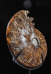 Аммонит Cleoniceras sp.