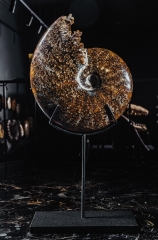 Аммонит Cleoniceras sp.