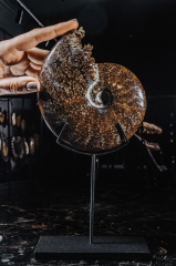 Аммонит Cleoniceras sp.