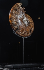 Аммонит Cleoniceras sp.