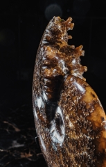 Аммонит Cleoniceras sp.