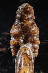 Аммонит Cleoniceras sp.