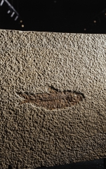 Рыба Knightia sp.