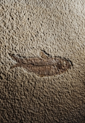 Рыба Knightia sp.