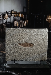 Рыба Knightia sp.