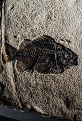 Рыба Cockerellites liops