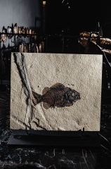 Рыба Cockerellites liops