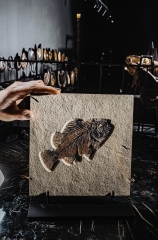 Рыба Priscacara serrata