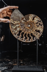 Аммонит Cleoniceras sp.