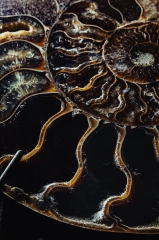 Аммонит Cleoniceras sp.