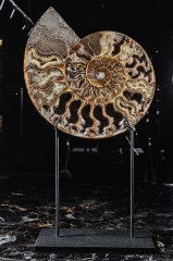 Аммонит Cleoniceras sp.