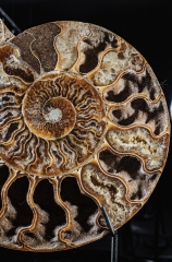 Аммонит Cleoniceras sp.