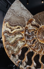 Аммонит Cleoniceras sp.