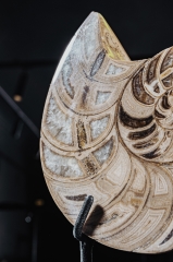 Наутилус Cymatoceras sp.