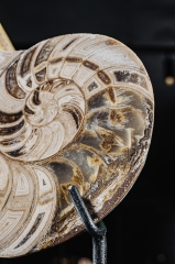 Наутилус Cymatoceras sp.