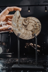 Наутилус Cymatoceras sp.