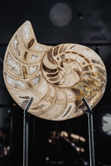 Наутилус Cymatoceras sp.