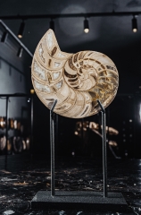 Наутилус Cymatoceras sp.