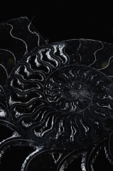 Аммонит Cleoniceras sp.