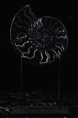 Аммонит Cleoniceras sp.