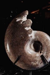 Аммонит Shloenbacchia sp.