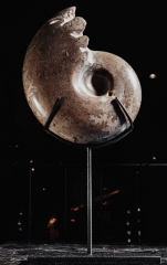 Аммонит Shloenbacchia sp.