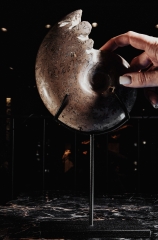 Аммонит Shloenbacchia sp.