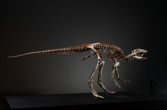 Скелет динозавра Jeholosaurus shangyuanensis