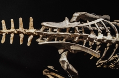 Скелет динозавра Jeholosaurus shangyuanensis