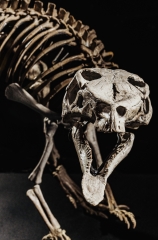 Скелет динозавра Jeholosaurus shangyuanensis