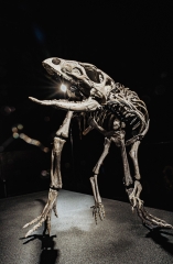 Скелет динозавра Jeholosaurus shangyuanensis