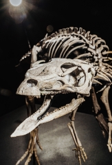 Скелет динозавра Jeholosaurus shangyuanensis