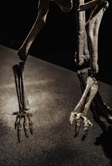 Скелет динозавра Jeholosaurus shangyuanensis