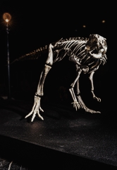 Скелет динозавра Jeholosaurus shangyuanensis