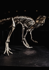Скелет динозавра Jeholosaurus shangyuanensis