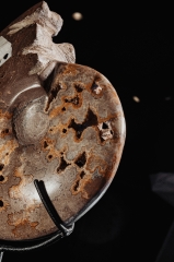 Аммонит Shloenbacchia sp.