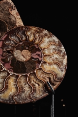 Аммонит Cleoniceras sp.