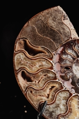 Аммонит Cleoniceras sp.