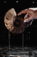 Аммонит Cleoniceras sp.