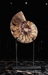 Аммонит Cleoniceras sp.